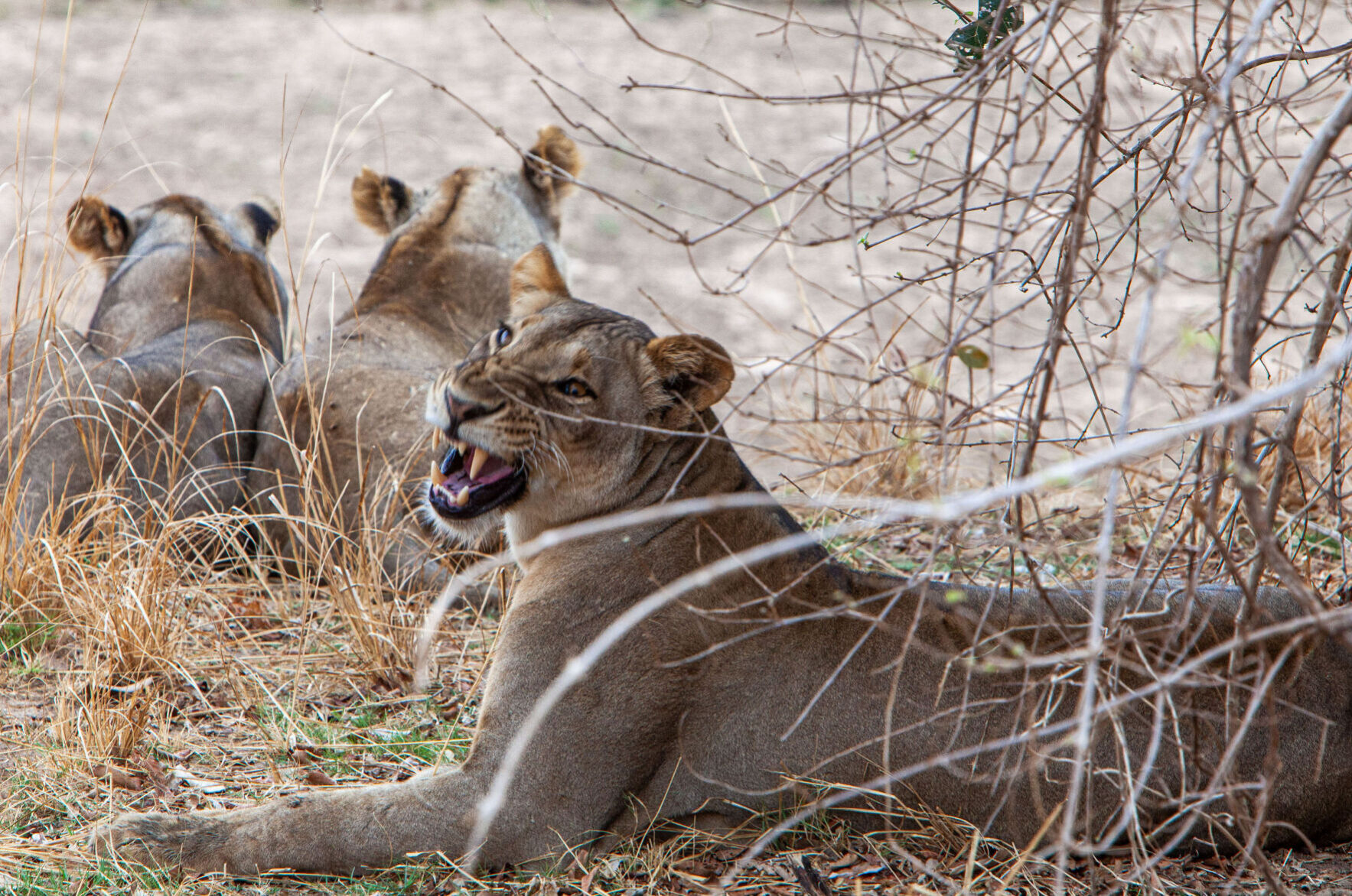 Lions